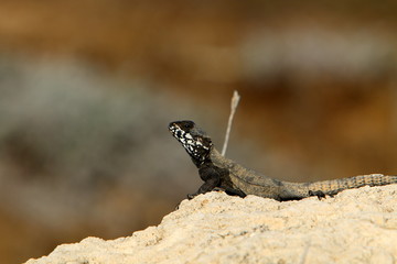 lizard sitting on a stone on the shores of the Mediterranean Sea in northern Israel and basking in the sun