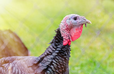 Portrait of a black turkey on a background of nature. The concept of poultry farming. Close up.