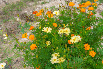 Obraz premium wild flowers