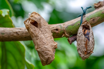 Butterflies farm. Sign In Different butterflies chrysalis on a branch - Stock Image
