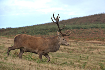 Naklejka na ściany i meble Red deer stag, Cervus elaphus