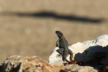 lizard sitting on a stone on the shores of the Mediterranean Sea in northern Israel and basking in the sun