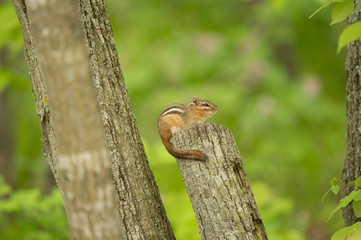 chipmunk