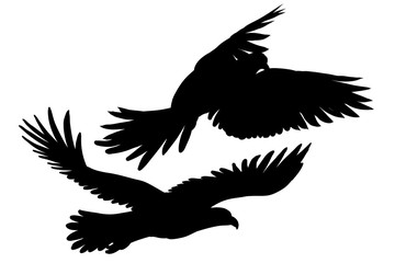 359Bird silhouette. Graphic, hand-drawn silhouettes of two birds in flight on a white background.