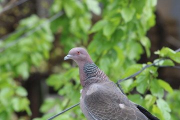 ave, paloma, paloma, naturaleza, animal, fauna, emplumar, blanco, pico, emplumar, inhospitalario, paz, alas, bragueta, madera, alas, ave, ocular, gris, símbolo, animal, libertad, verde, azul