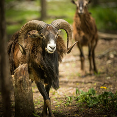 Big Horn Sheep