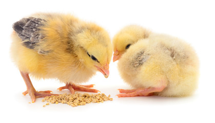 Two chickens and grains isolated.