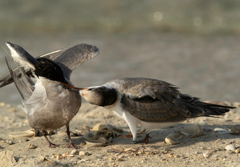Juvenile white-cheeked tern with mother, Busaiteen coast, Bahrain 