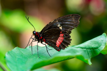 Closeup  Common Mormon, Papilio polytes, beautiful butterfly in a summer garden