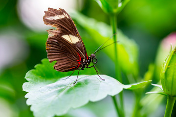 Closeup beautiful butterfly in a summer garden