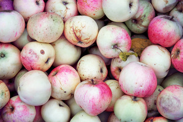 Apple background with real fresh just collected from the tree apples