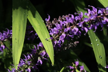 butterfly on flower