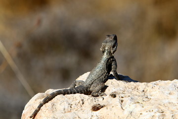 lizard sitting on a stone on the shores of the Mediterranean Sea in northern Israel and basking in the sun
