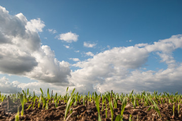 The sky is clearing, after a rain shower over a field.