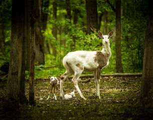 White Deer and fawn