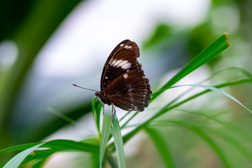Closeup beautiful butterfly in a summer garden