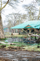 Surreal landscape of sunken tree trunks at Lake Nakuru in Kenya