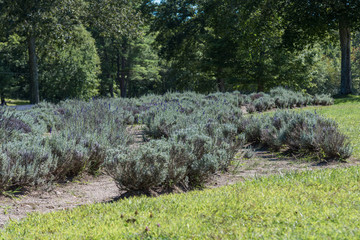 Lavender fields with rows of lavender plants and surrounding trees