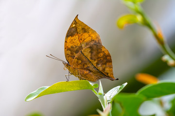 Dead leaf butterfly , Kallima inachus, aka Indian leafwing, standing wings folded on a bamboo branch, dead leaf imitation.