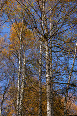 Allphotokz Kok Zhailau 20081009 9839 5D