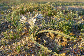 Desert lily or Ajo lily wildflower at Anza-Borrego Desert State Park, CA, USA