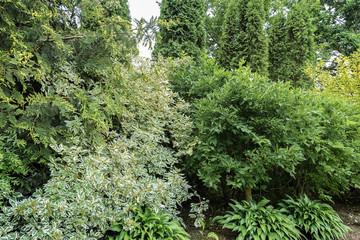 in the foreground is dogberry with green leaves and white the edges, near the Emerald Gaiety Euonymus and rear thujas