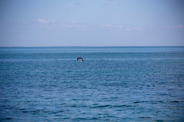 Fototapeta na wymiar A dolphin jumps in the waters of Varadero, one of the most famous beaches in the world.