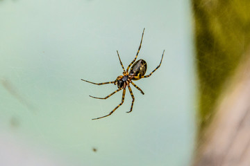 Una espantosa araña en su telaraña
