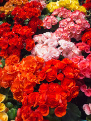 Colorful flowers in warm tone on the ground in garden