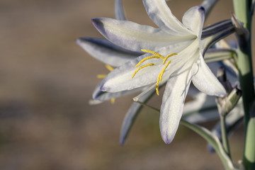 Closeup of Desert lily or Ajo lily wildflower at Anza-Borrego Desert State Park, CA, USA
