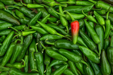 Large crop of  hot chili peppers