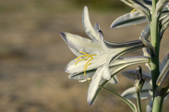 Closeup Of Desert Lily Or Ajo Lily Wildflower At Anza-Borrego Desert State Park, CA, USA