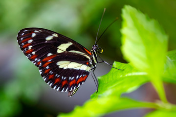 Closeup beautiful butterfly in a summer garden