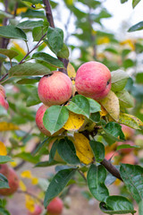 large ripe apples clusters hanging heap on a tree branch in an intense apple orchard. Dewdrops. Vitamins. Vegetarian
