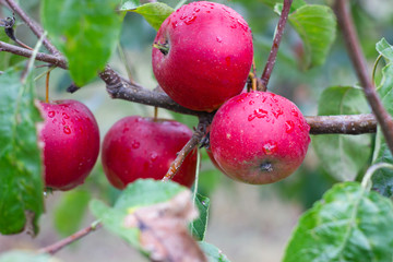 large ripe apples clusters hanging heap on a tree branch in an intense apple orchard. Dewdrops. Vitamins. Vegetarian