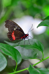 Closeup  Common Mormon, Papilio polytes, beautiful butterfly in a summer garden