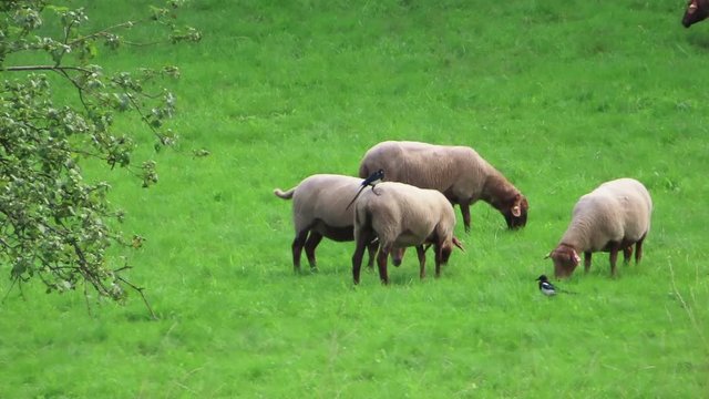 herd of sheeps grazing on Schalkenmehrener Maar lake meadows.