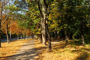 Fototapeta premium autumn in the park