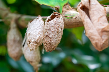 Butterflies farm. Sign In Different butterflies chrysalis on a branch - Stock Image