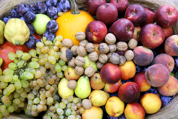 Naklejka na ściany i meble Various freshly picked harvested fruits