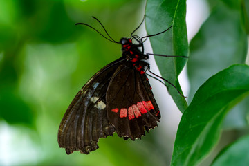 Closeup  Common Mormon, Papilio polytes, beautiful butterfly in a summer garden