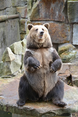 Fototapeta premium A brown bear (Ursus arctos Linnaeus) sits on its hind legs. Zoo