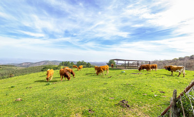 Naklejka na ściany i meble Cows grazing on green field with fresh grass under blue sky