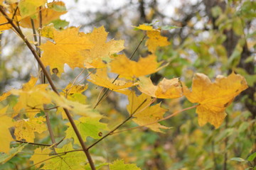 colorful autumn leaves