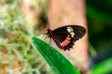 Closeup  Common Mormon, Papilio polytes, beautiful butterfly in a summer garden