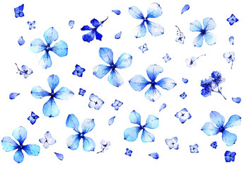 Fototapeta na wymiar blue hydrangea petals