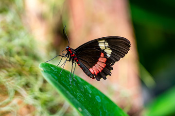 Closeup  Common Mormon, Papilio polytes, beautiful butterfly in a summer garden