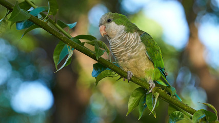 Monk Parakeet Perched on a Tree Branch Blurred Background