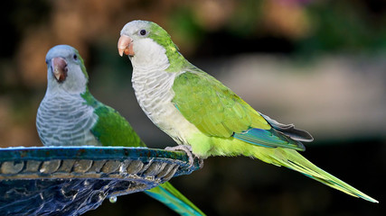 Pair of Monk Parakeets Perched on Iron Fountain Colored Background Cadiz Spain