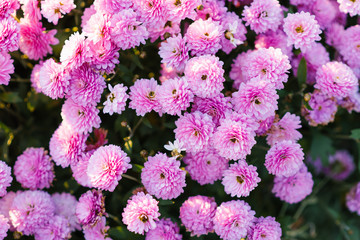 Pink and purple autumn chrysanthemums bloom in the garden